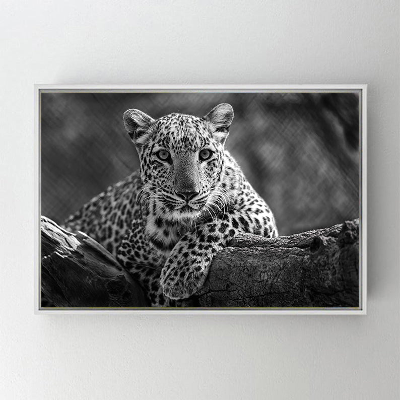 CA743 LEOPAR