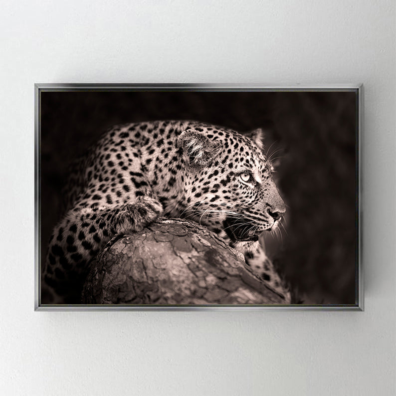 CA764 LEOPAR