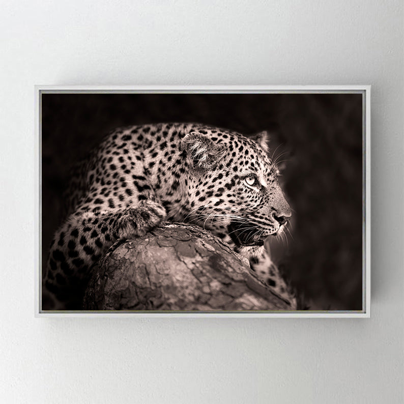 CA764 LEOPAR