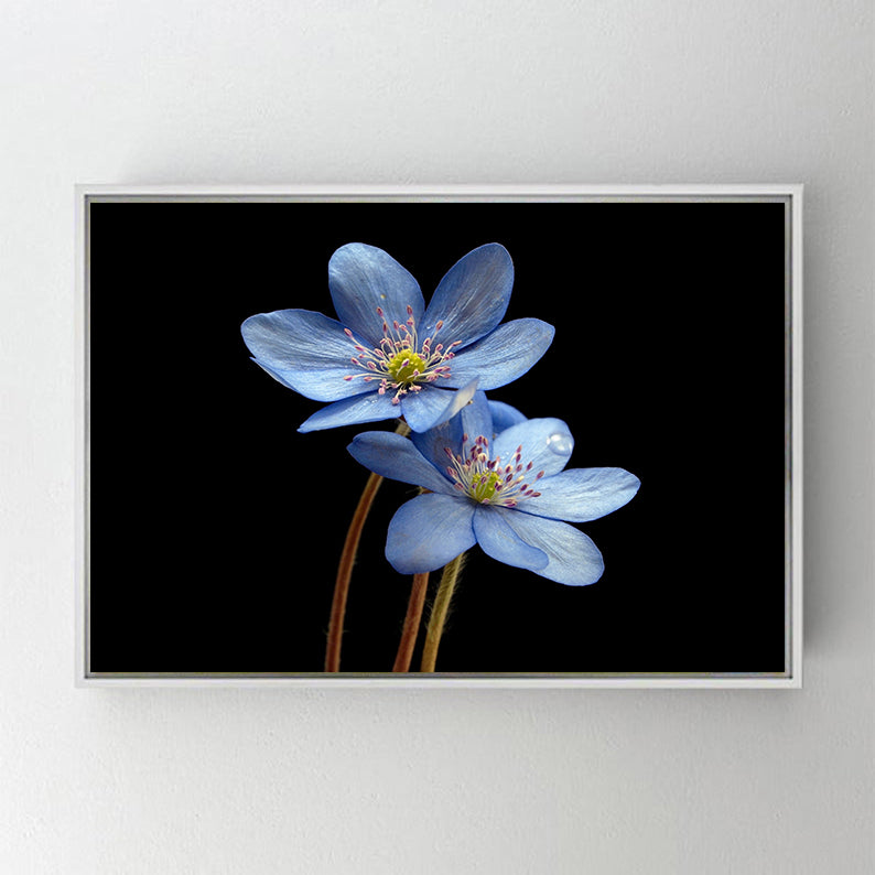 CA857 HEPATICA ÇİÇEKLERİ